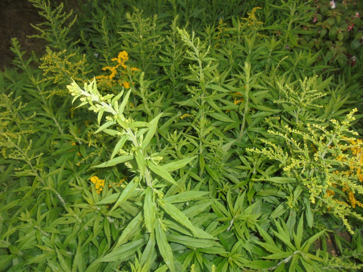 Solidago canadensis L.